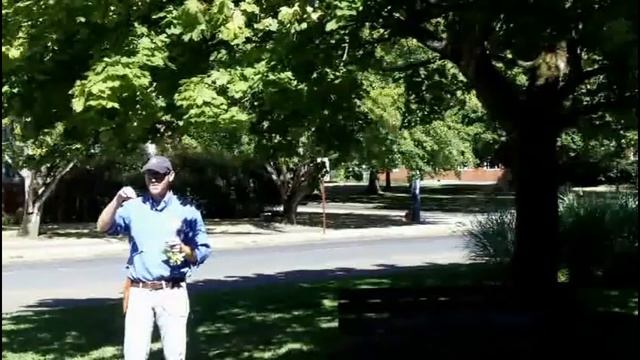 Norway maple (Acer platanoides) - Plant Identification смотреть онлайн