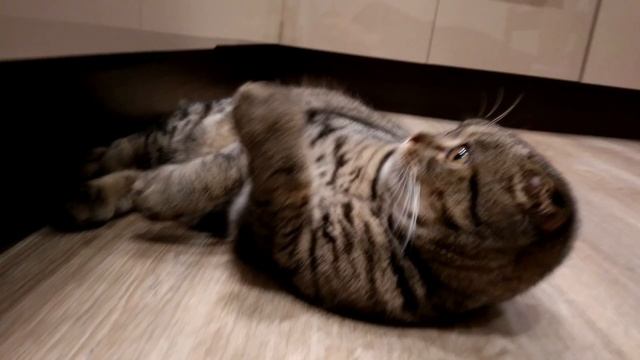 Шерри. Кот под валерьянкой лежит на спине и смотрит в потолок. Смотреть до конца. смотреть онлайн