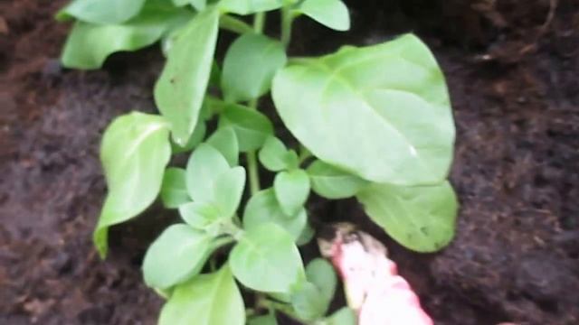 #Петуния ампельная. Посадка ампельной #петунии в грунт смотреть онлайн