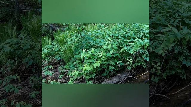 Трех дневная поездка за золотом по речкам Подмосковья в поисках известкового платика.(День 3). смотреть онлайн