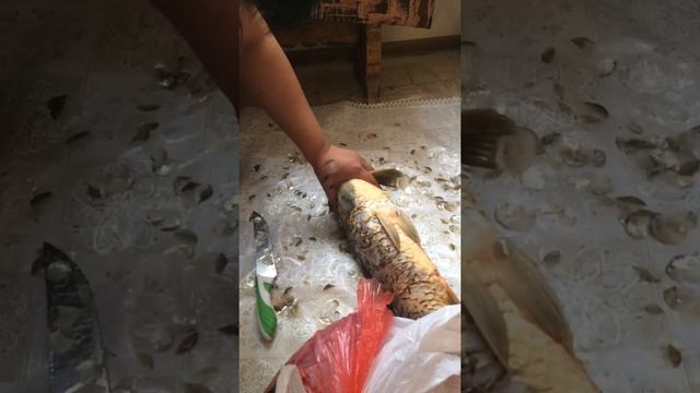 Чистим сазана в домашних условиях! смотреть онлайн