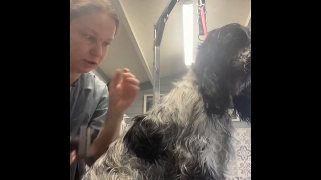 Damp Coat Stripping For Setters/ Spaniels With Andis Deshedding Rake