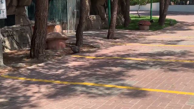 #АртурАливия Гуляют В Отеле В Мини Зоопарке смотреть онлайн