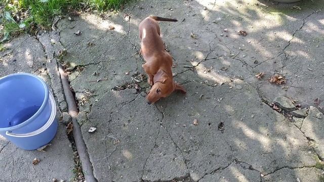 Русско-европейская лайка и такса. Жадный огненный пес смотреть онлайн