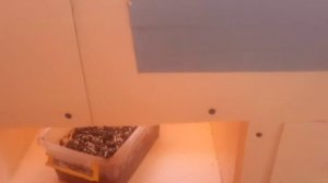 Дом для черной львинки