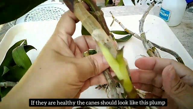 Paano mag save ng dehydrated and dying Dendrobium Orchids смотреть онлайн