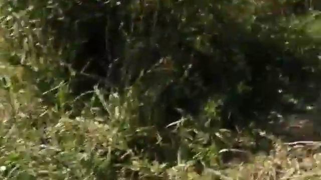 Супер рыбалка на карпа Ловля карпа в сентябре carp fishing смотреть онлайн