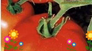 Томат обыкновенный Настена F1. Краткий обзор, описание характеристик, где купить семена