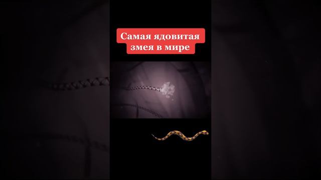 самая ядовитая змея на планете смотреть онлайн