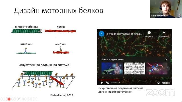 Цитоскелет - лего-конструктор организмов: как изменить внешний вид живой клетки и вылечить нейроны? смотреть онлайн