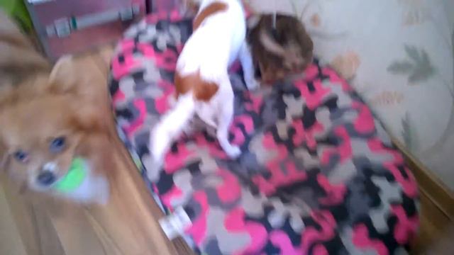 Щенок Чихуахуа Длинник. смотреть онлайн