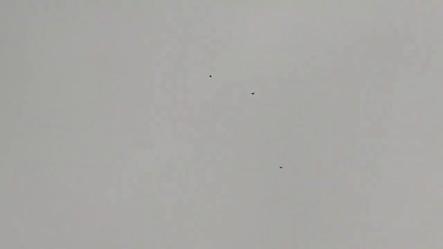 Голуби."ВОТ ЭТО ВОСПИТАНИЕ!" смотреть онлайн