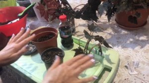 Королевскую бегонию размножаем быстро, легко и просто.