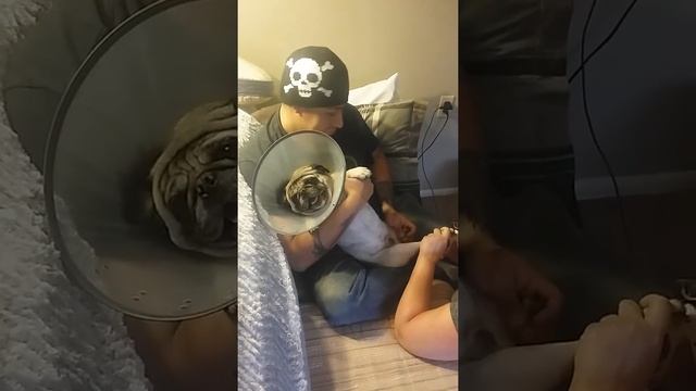 Pug goes crazy getting nails cut смотреть онлайн