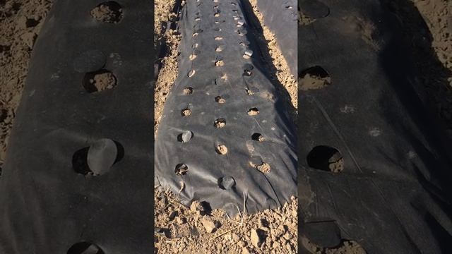 Работа над ошибками. Что делать если грядка получилась узкая... смотреть онлайн