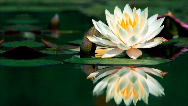 А.В.Клюев - Истинные Переживания и Чувства