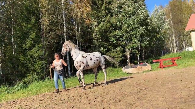 the horse learns to change front legs in a ter-a-ter (gallop) смотреть онлайн
