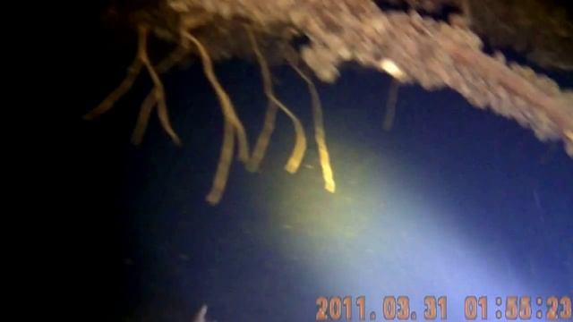 там обитает сом смотреть онлайн