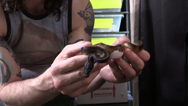 A dream ball python come true unboxing! смотреть онлайн