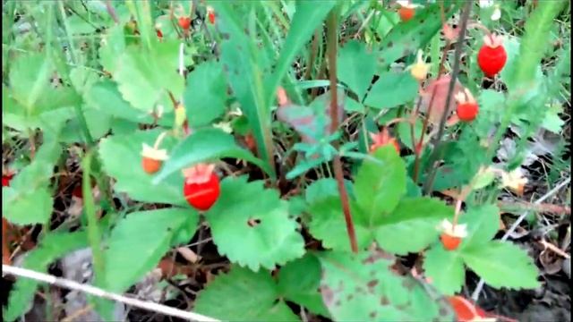 Земляника в брянском лесу 14.06.2016 смотреть онлайн