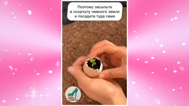 САДИМ СЕМЕНА В ЯИЧНУЮ СКОРЛУПУ смотреть онлайн
