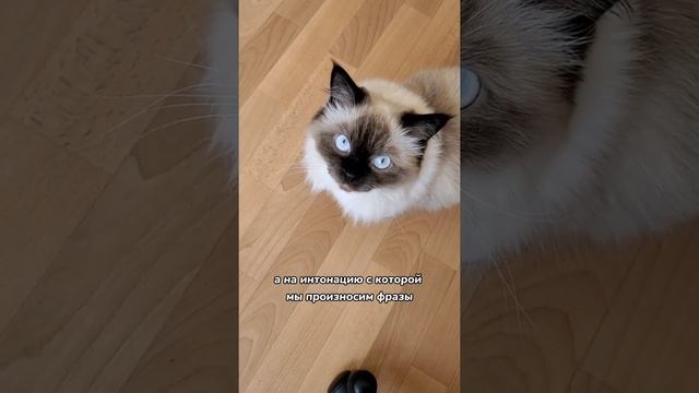 Понимают ли кошки речь человека? ? смотреть онлайн