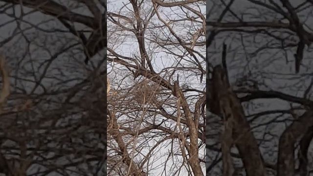 Цапли перелетные на отдыхе смотреть онлайн