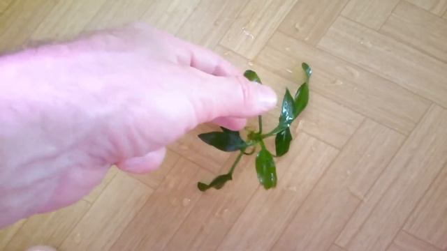 Эхинодорус портоалегренсис. смотреть онлайн