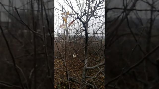 Залізний купорос для пізньо-осінньої обробки саду смотреть онлайн