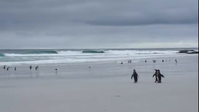 Круиз в Антарктику Фолкленды пингвины Королевские пошли к океану смотреть онлайн