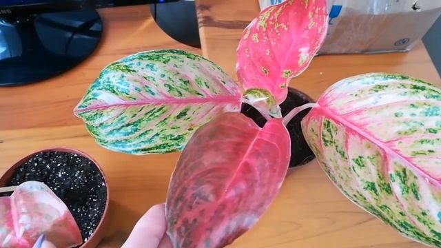 Мои новинки аглаонемы, бегонии и алоказия "чешуя дракона" смотреть онлайн