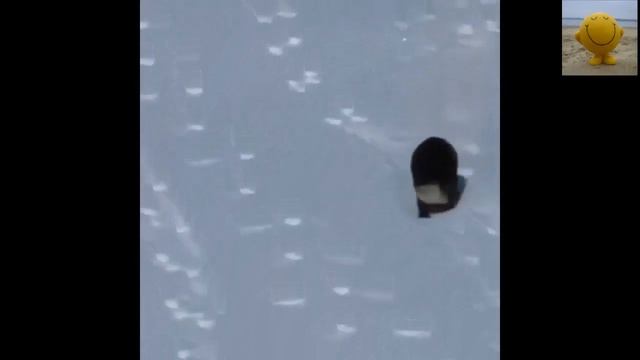 ЭТИ ЗАБАВНЫЕ ЖИВОТНЫЕ (тигр?) смотреть онлайн