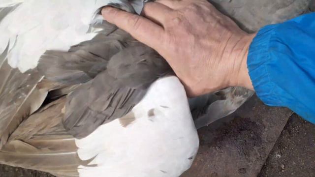 Взвешивание лавандовой семьи и оставшегося молодняка. смотреть онлайн