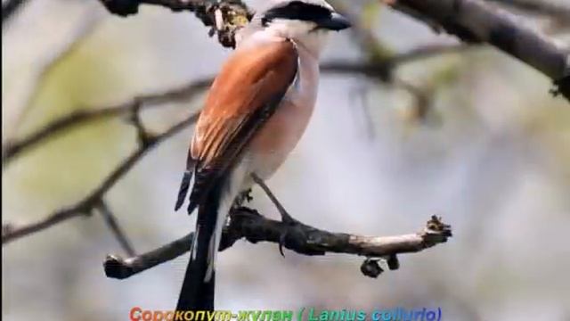 Голоса птиц - Сорокопут-жулан / Lanius collurio / Red-backed shrike смотреть онлайн