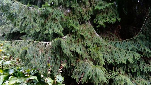 на Петрос, Бук тропа 2018 смотреть онлайн