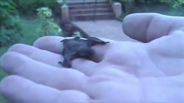 25 АНОМАЛЬНО МАЛЕНЬКИХ ЖИВОТНЫХ В МИРЕ смотреть онлайн