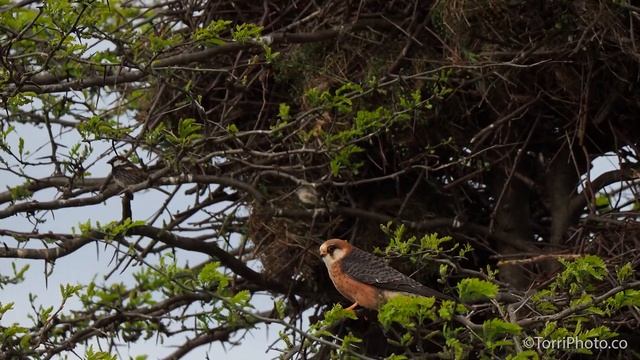 Колония Кобчиков - Red-footed falcon - birdwatching in Ukraine смотреть онлайн