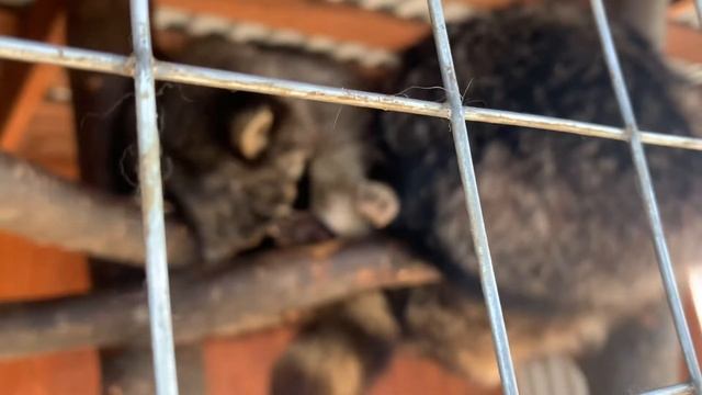 Еноты спят смотреть онлайн