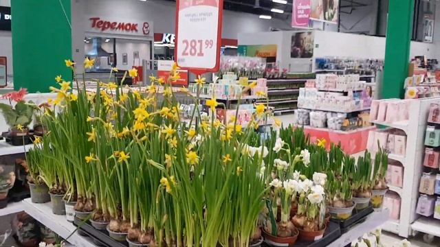 ОБЗОР НЕЖНЫХ ВЕСЕННИХ ЦВЕТОВ В АШАНЕ ТЦ СКАЗКА ГОРОД КРАСНОДАР. ?❤