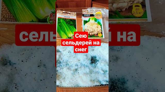 Посев сельдерея любимый способ! смотреть онлайн