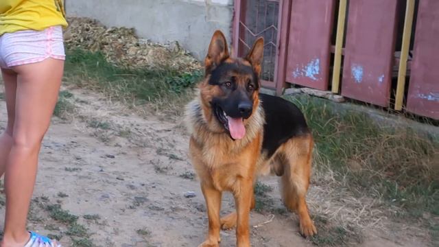 Рекс и пуллер. Немецкая овчарка. Rex and the puller. German Shepherd. смотреть онлайн