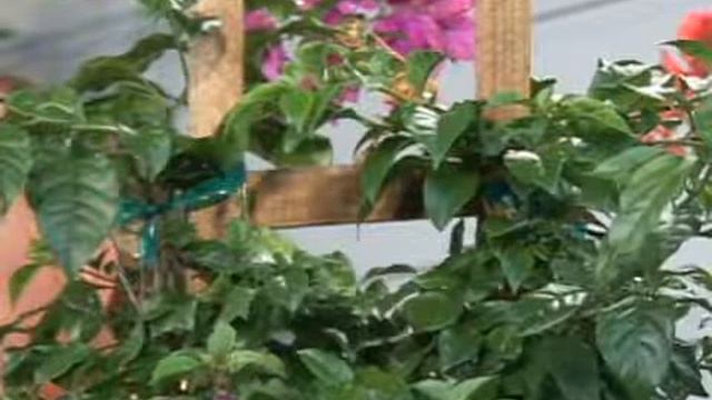 Bougainvillea Plant Care смотреть онлайн