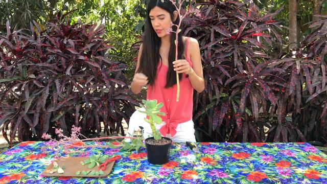 Echeveria Pallida: corte de flores + decapitación смотреть онлайн