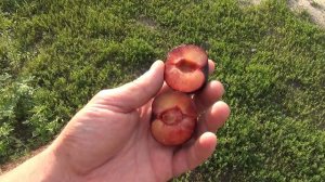 Диплоїдна слива Блек Амбер