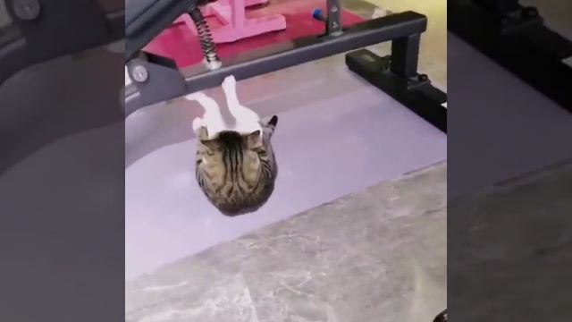 2700069374703.mp4 смотреть онлайн