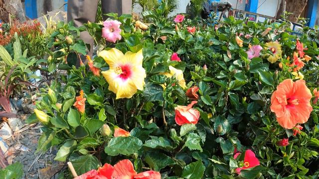 GLADIOLUS HIBISCUS GERBERA NAYANTARA FLOWER PLANT PRICE| GALIFF STREET | Best Flowers Forever смотреть онлайн