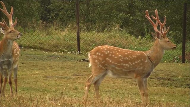пятнистые олени.mp4 смотреть онлайн