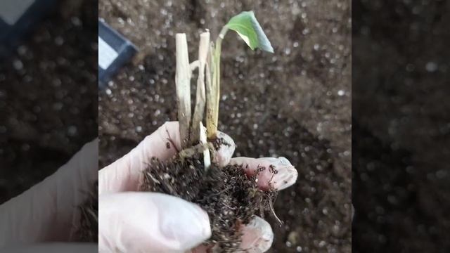 Калатеи после деления куста, результат, прошло 7 месяцев. смотреть онлайн