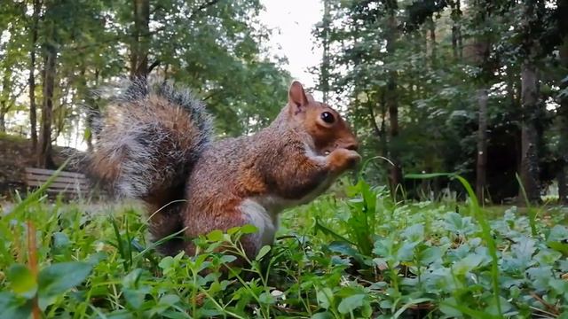 лечебная музыка для мозга смотреть онлайн