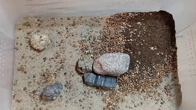 Scolopendra gigantea enclosure tutorial смотреть онлайн